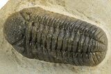 Detailed Austerops Trilobite - Nice Eye Facets #312775-7